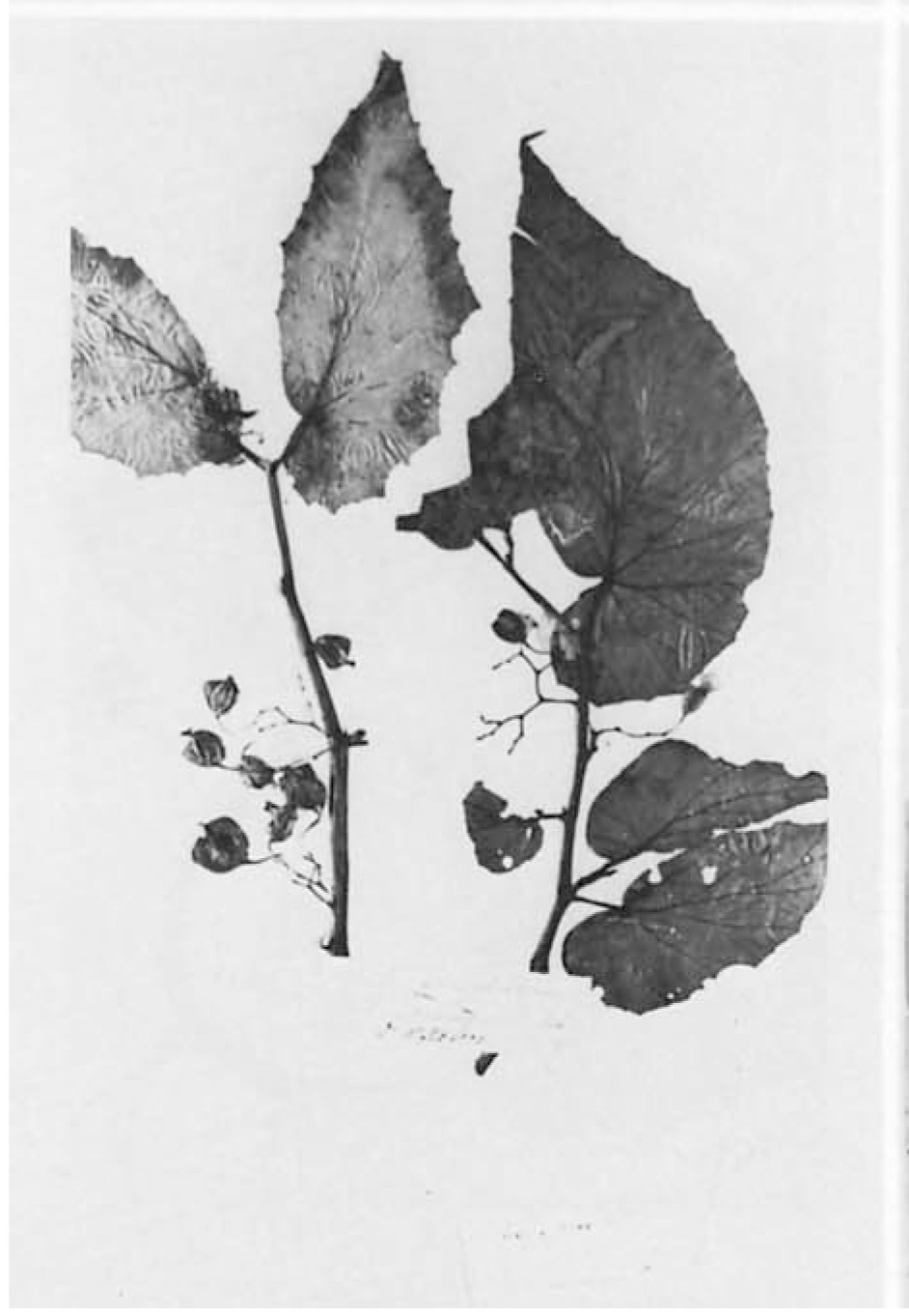 B. fallax